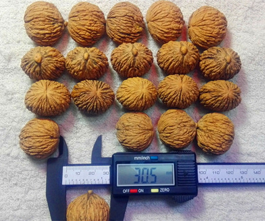 粒徑20-45mm美國猴頭核桃2萬粒清倉甩賣