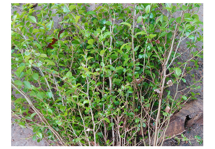 桂林鐵籬笆  鐵籬笆報(bào)價(jià)表 鐵籬笆苗