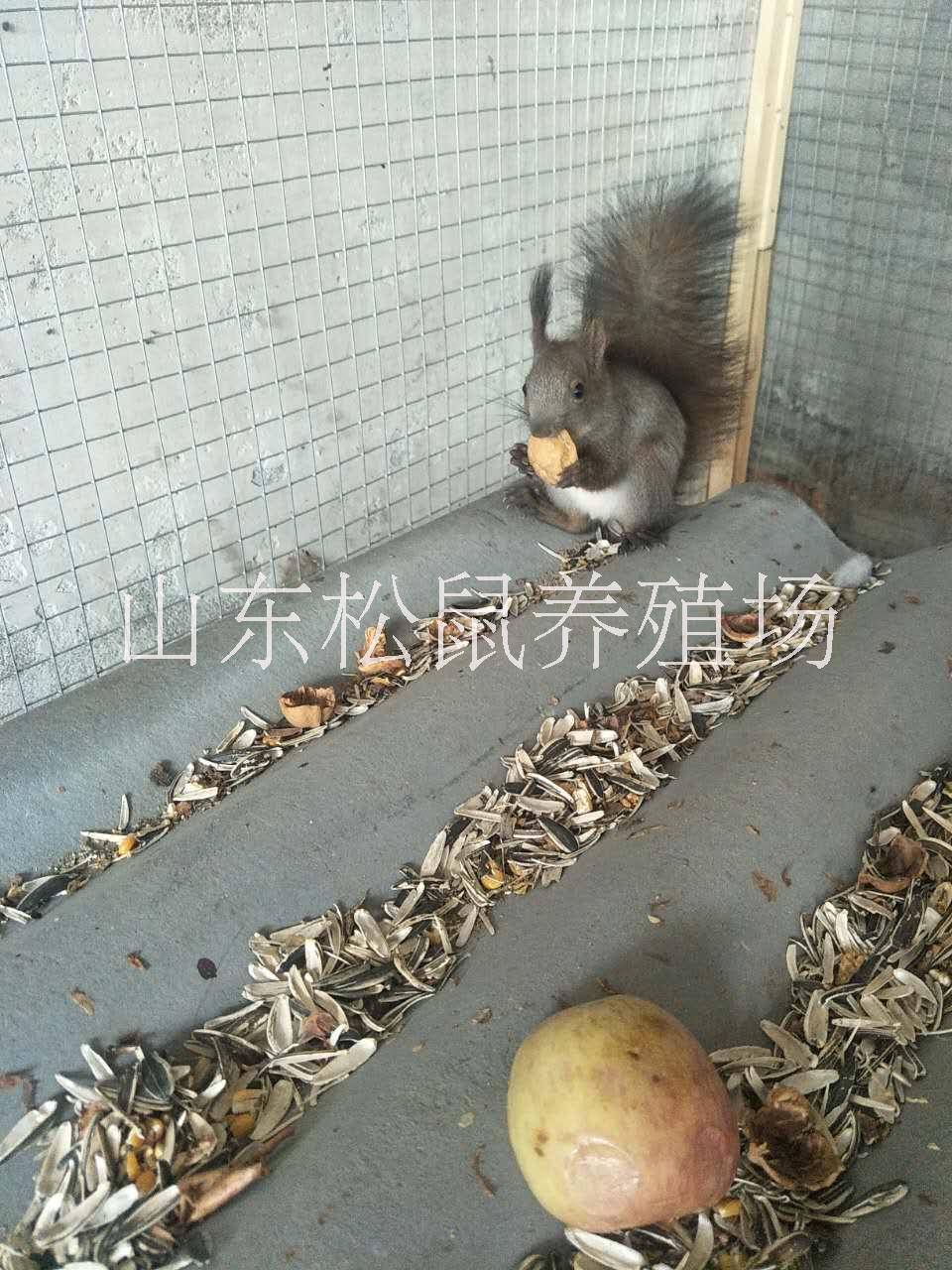 *魔王*價(jià)格哪里有賣*