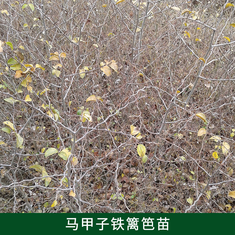 鐵籬笆苗供應(yīng)商  江西馬甲子苗價(jià)格  馬甲子苗批發(fā)電話