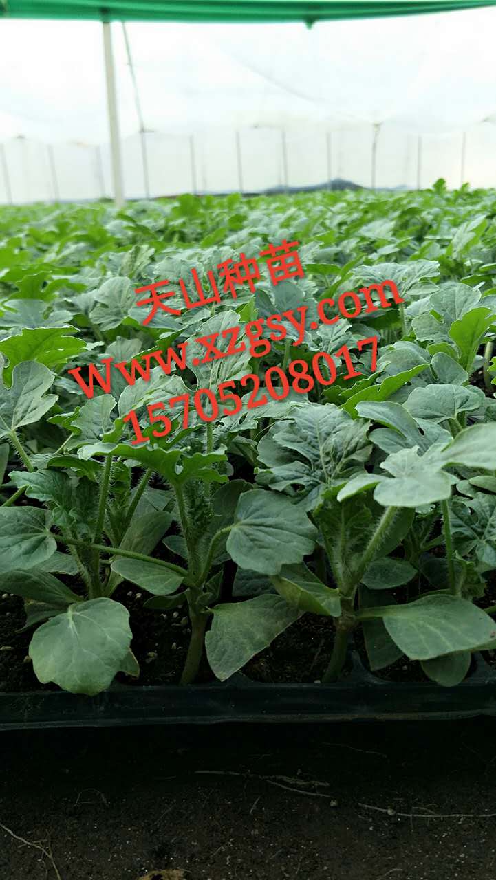 天山種苗宿州西瓜苗徐州西瓜苗