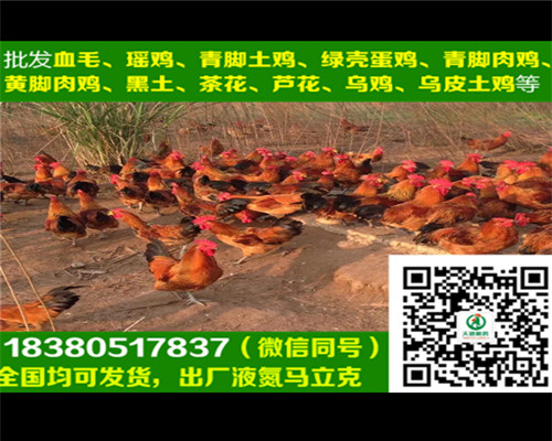 福泉雛雞苗批發(fā)商，雛雞苗雞舍搭建