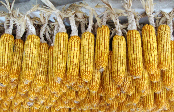 玉米用途  玉米種植  玉米銷售