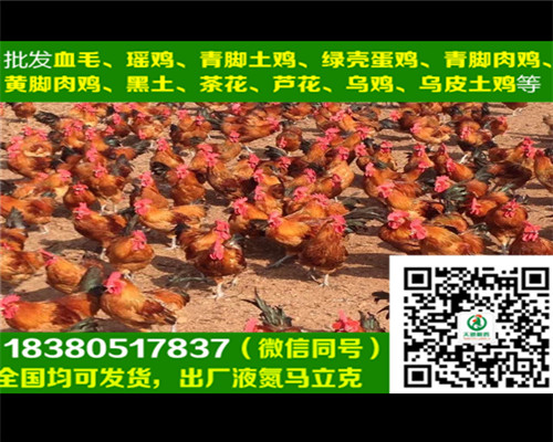 六盤水五黑綠殼蛋雞苗批發(fā)商，五黑綠殼蛋雞苗圖片