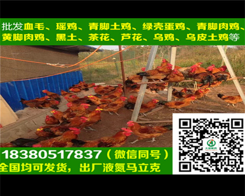六盤水五黑綠殼蛋雞苗批發(fā)商，五黑綠殼蛋雞苗圖片