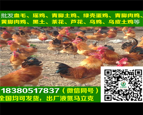 安順烏皮紅冠土雞孵化廠，烏皮紅冠土雞視頻