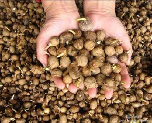 天南星種子價(jià)格，安徽天南星種子批發(fā)商