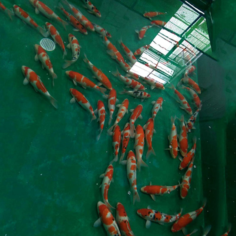 日本錦鯉魚大小紅白 魚活體