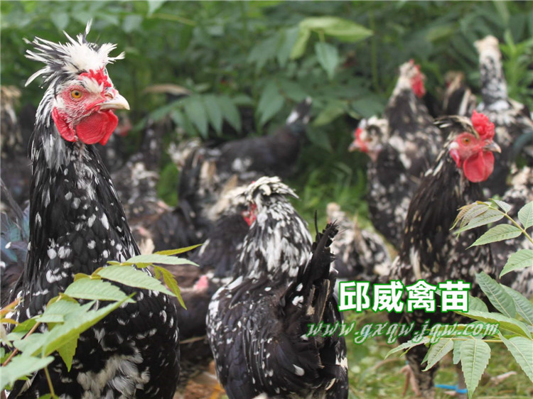 供應(yīng)貴妃雞苗 廠家直銷*貴妃雞