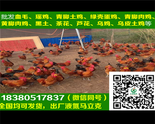 遼陽五黑綠殼蛋雞苗價格，五黑綠殼蛋雞苗圖片