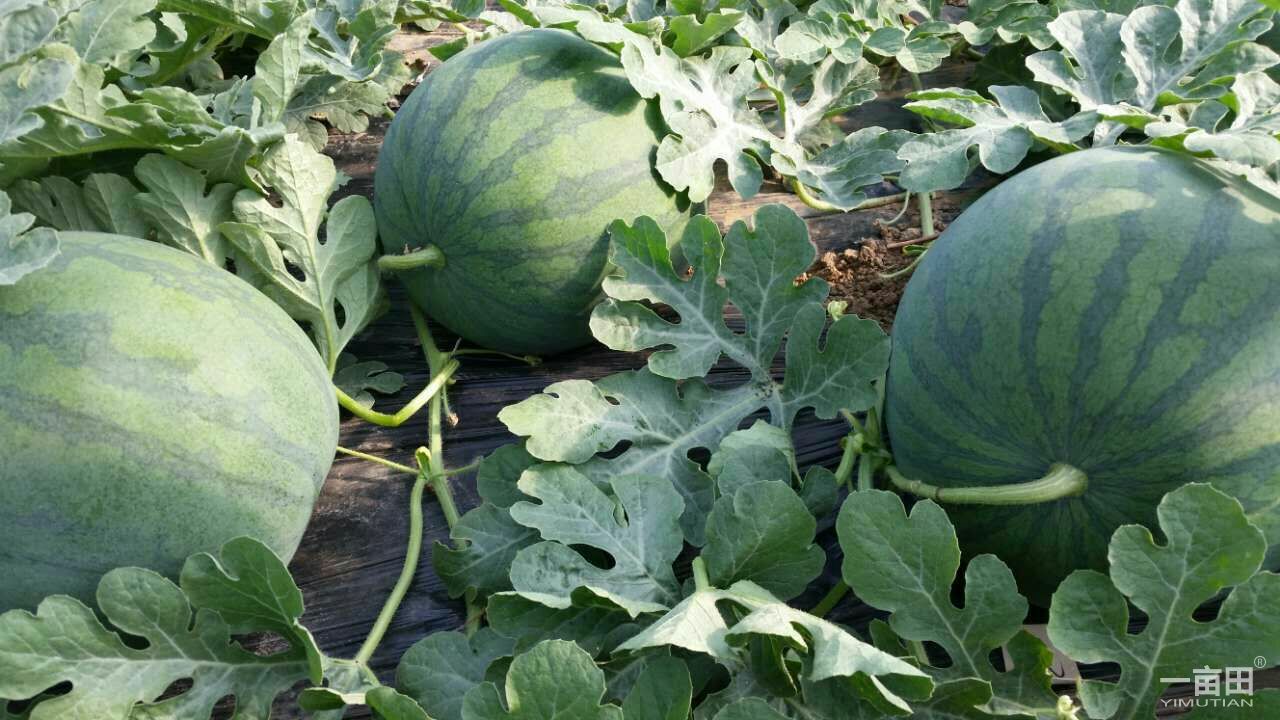 無籽西瓜大量供應(yīng)@陜西西瓜無籽西瓜價(jià)格@西瓜種植基地