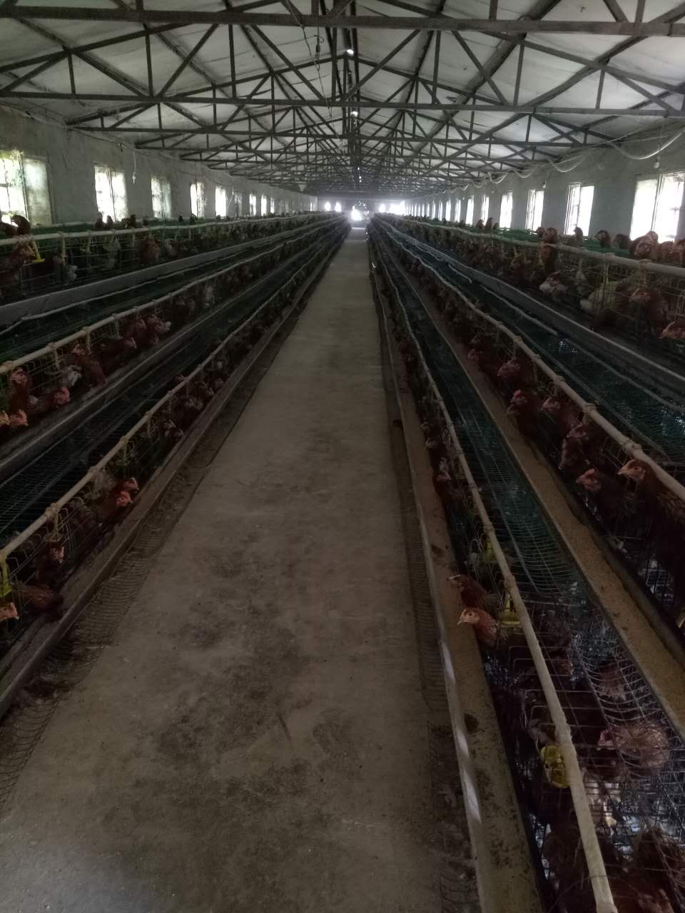 萬榮縣雞蛋銷售  蛋雞養(yǎng)殖