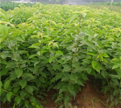 山東吉塞拉櫻桃苗 吉塞拉櫻桃苗基地 吉塞拉櫻桃苗種植