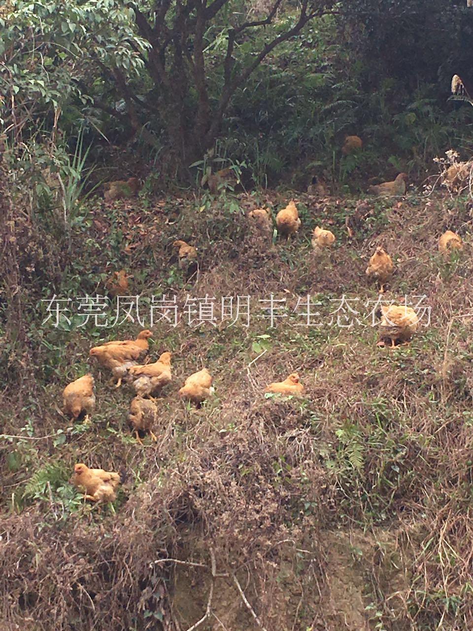 深圳現(xiàn)貨供應(yīng)走地雞電話 深圳現(xiàn)貨供應(yīng)走地雞價(jià)格  深圳農(nóng)村走地雞供應(yīng)商 深圳農(nóng)村走地雞批發(fā)