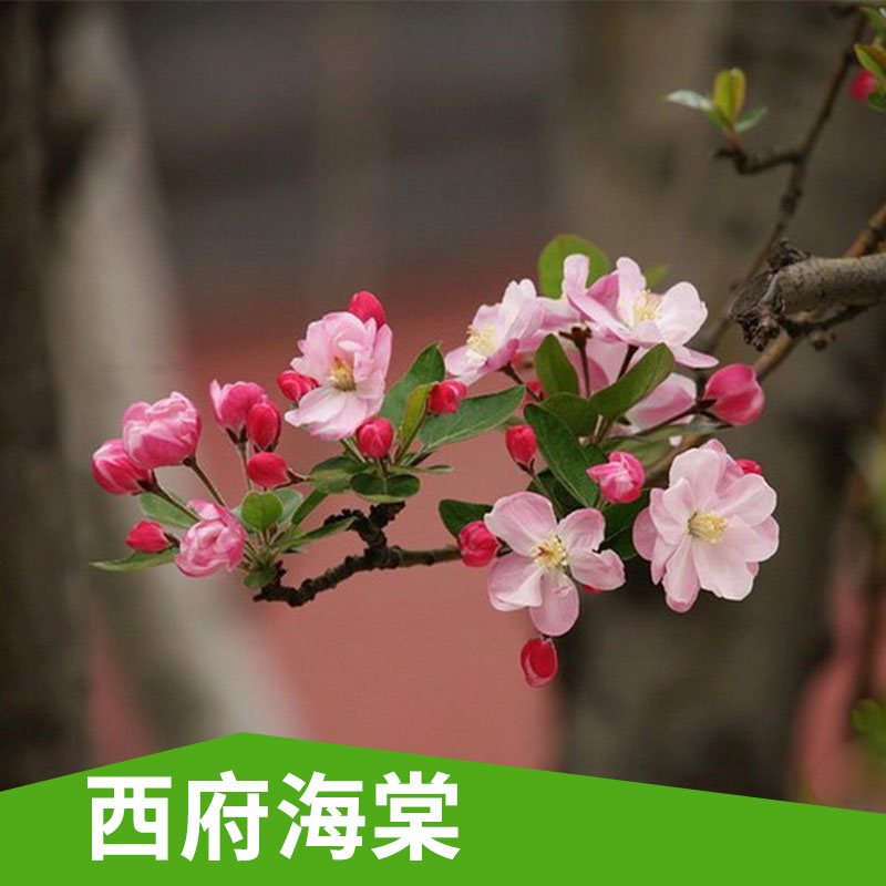 特價(jià)銷售 年宵花卉 西府海棠 盆栽花卉 花期長 優(yōu)質(zhì)品種