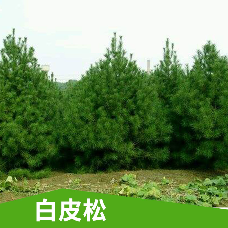 河北占地白皮松供應(yīng)@山西一級白皮松價(jià)格@河北白皮松苗批發(fā)