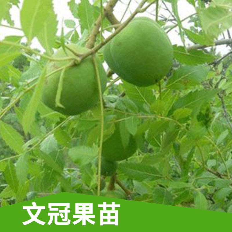 山西優(yōu)質(zhì)1-3年文冠果苗價格@ 山西1-3年文冠果苗批發(fā)