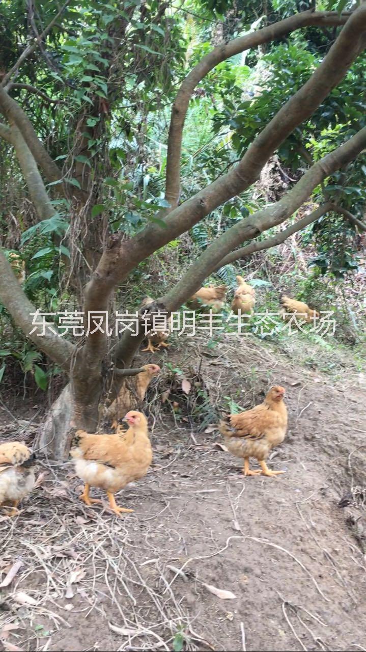 東莞農(nóng)家散養(yǎng)土雞銷售電話 東莞農(nóng)家散養(yǎng)土雞批發(fā) 東莞農(nóng)家散養(yǎng)土雞供應(yīng)商 東莞農(nóng)家散養(yǎng)土雞價(jià)格