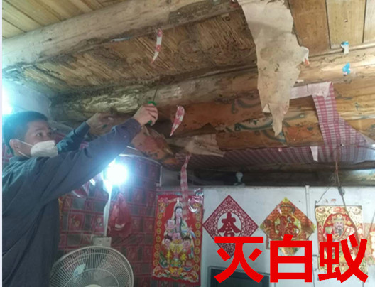 樟木頭白蟻防治公司，供應滅四害服務 塘廈白蟻防治所，鳳崗白蟻防治
