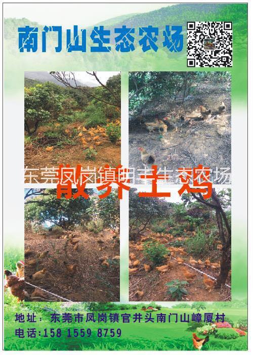 深圳散養(yǎng)土雞經(jīng)銷商 農(nóng)家雞批發(fā)價(jià)格 供應(yīng)走地農(nóng)家雞 農(nóng)家雞養(yǎng)殖戶