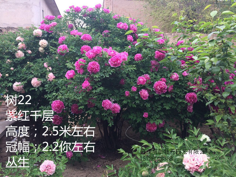 哪里的牡丹便宜 哪里的牡丹好 哪里有承建牡丹園的公司 哪里的觀賞牡丹好 觀賞牡丹 觀賞芍藥批發(fā)基地
