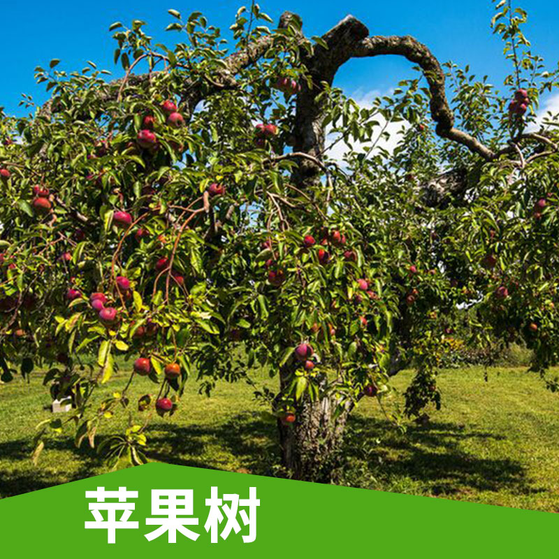 山西運城蘋果樹 產(chǎn)量高 成活率高 *南方特有品種