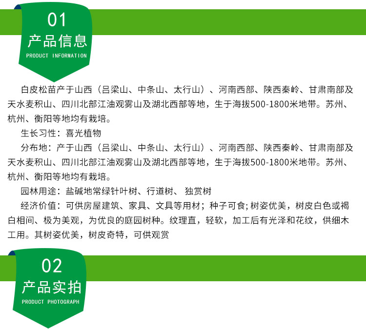 白皮松，山西白皮松價(jià)格，山西白皮松批發(fā)，山西白皮松基地