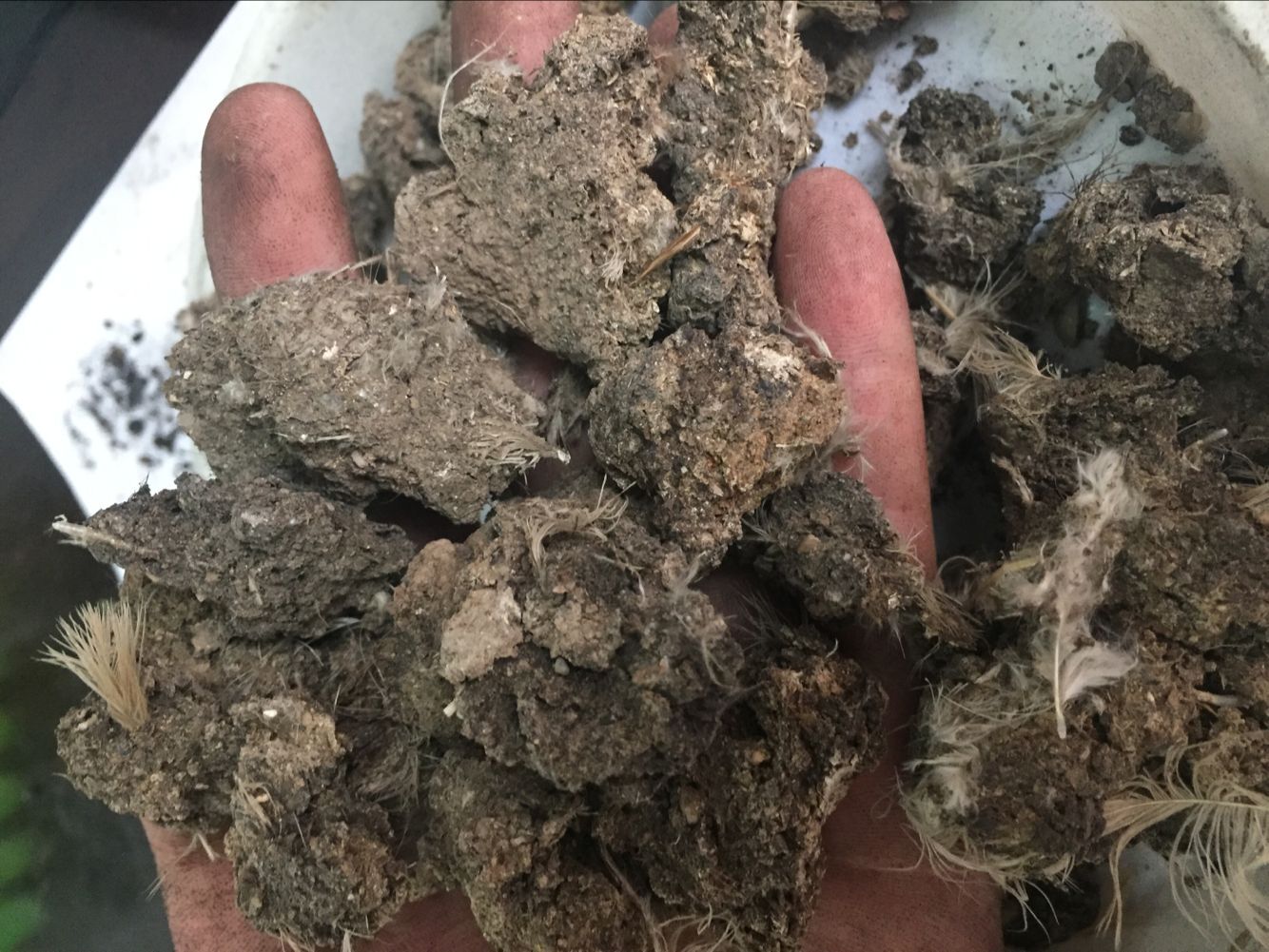 鄭州純雞糞塊 干雞糞 有機(jī)肥 大塊雞糞 無雜質(zhì) 改善土壤