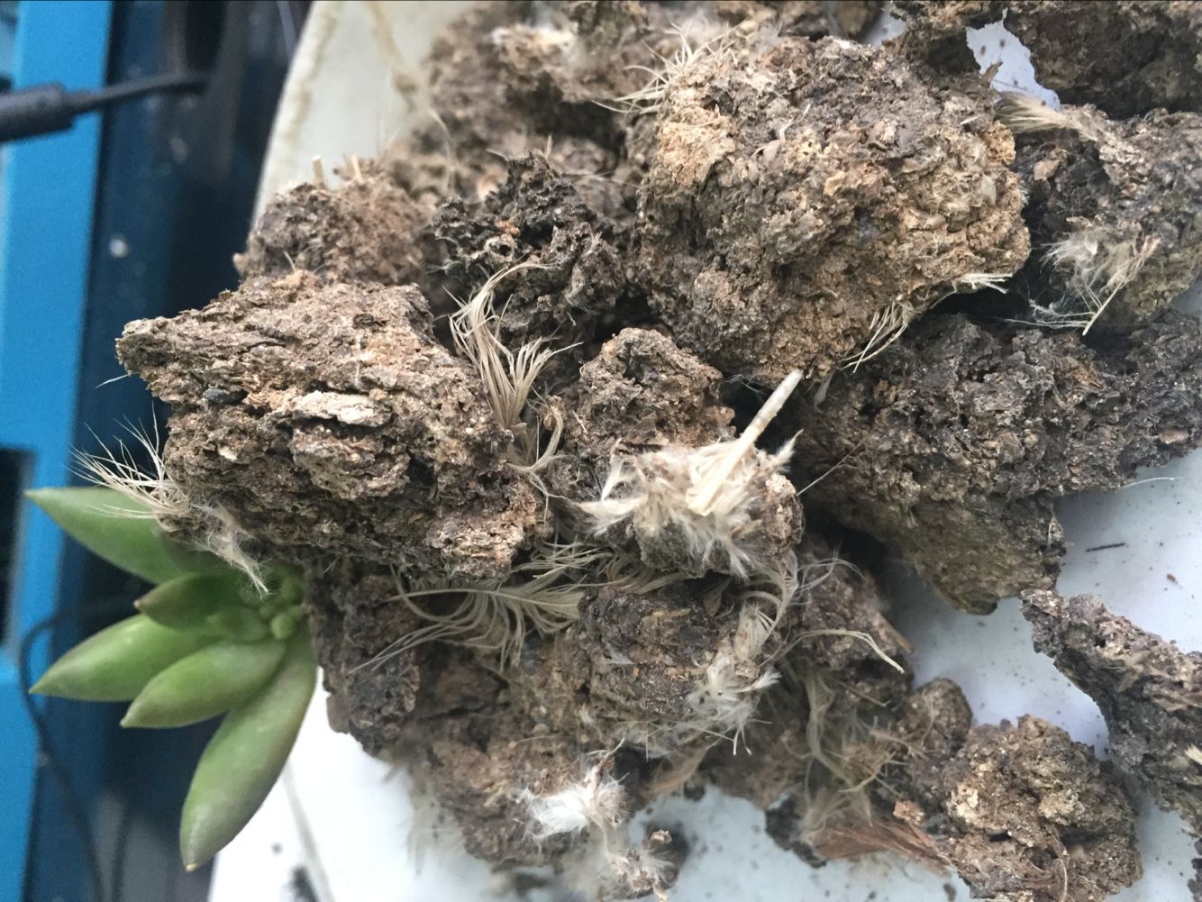 鄭州純雞糞塊 干雞糞 有機(jī)肥 大塊雞糞 無雜質(zhì) 改善土壤