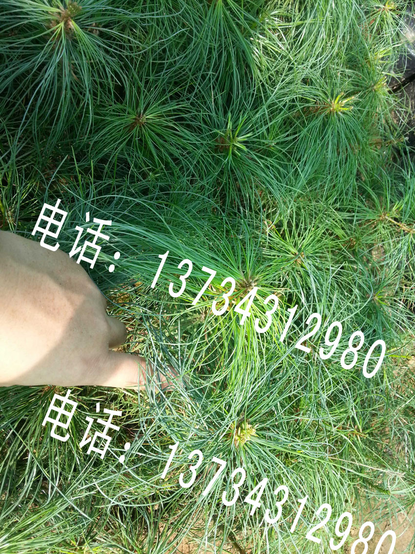 山東日照五蓮華山松樹苗大量批發(fā)出售聯(lián)系電話 華山松小苗 華山松求購