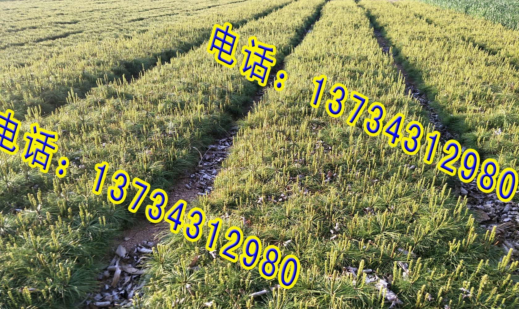 山東五蓮白皮華山松藍(lán)衫映山紅 北方白皮松小苗 白皮松大量批發(fā)