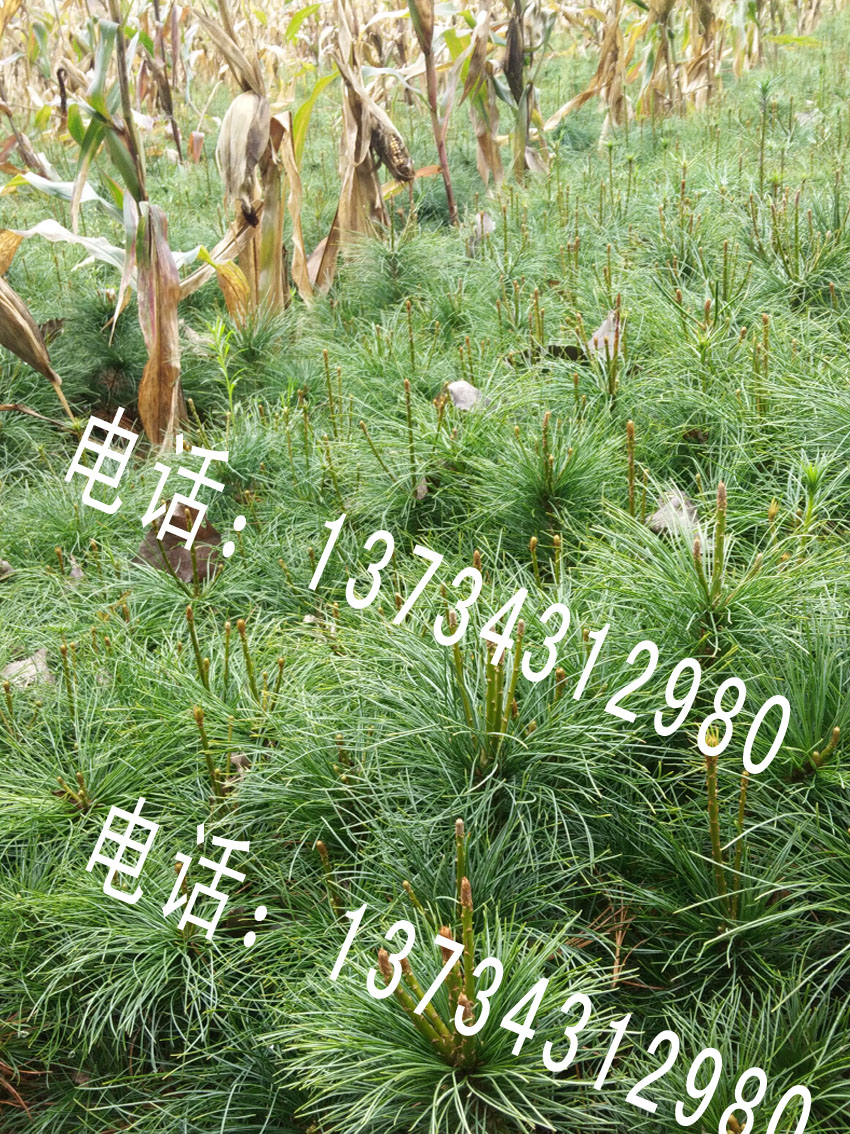 華山松營養(yǎng)袋營養(yǎng)缽分栽小樹苗 華山松樹苗華山松分栽苗