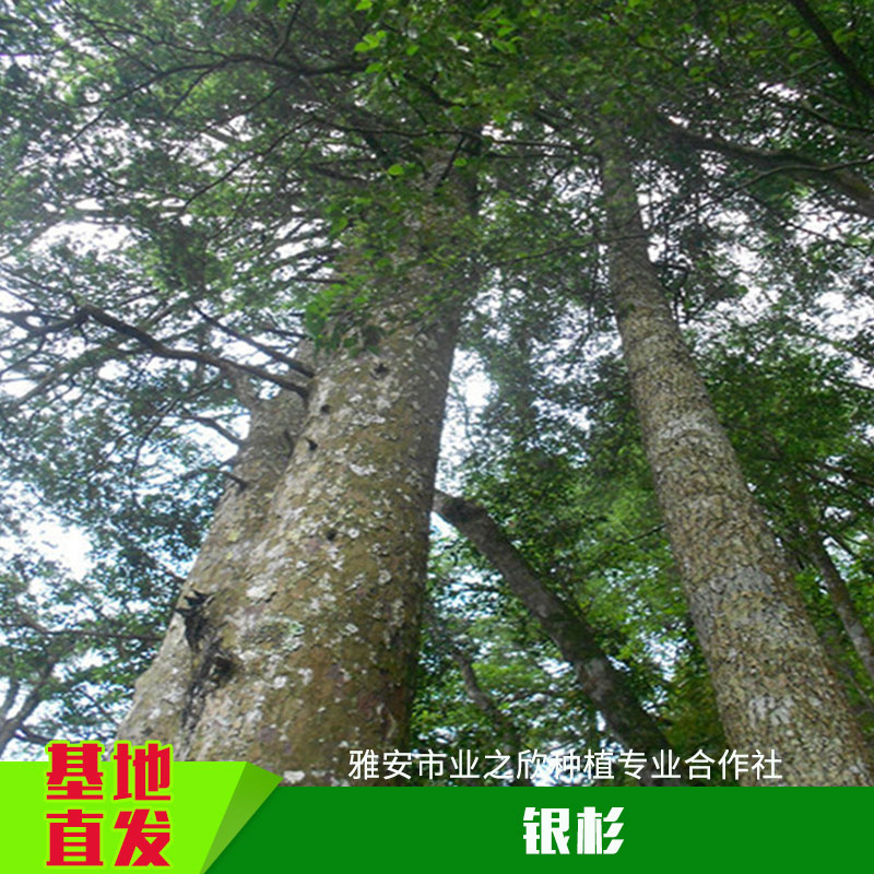 雅安業(yè)之欣種植基地直銷國(guó)家*植物*銀杉樹苗銀杉苗