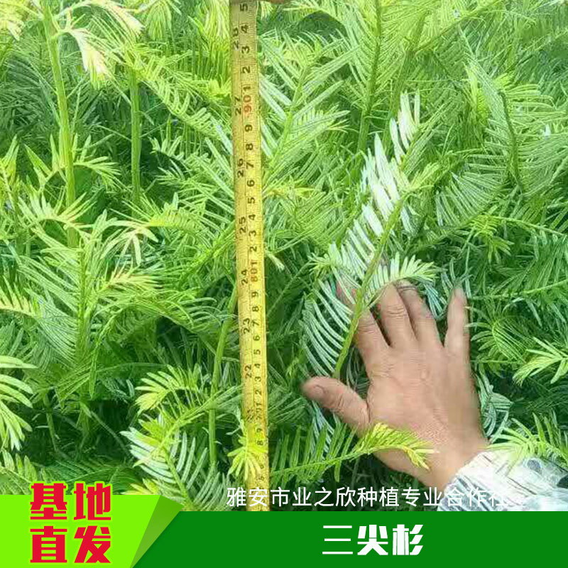雅安業(yè)之欣種植基地直銷三尖杉種子/種苗三尖杉小樹苗/杯苗批發(fā)