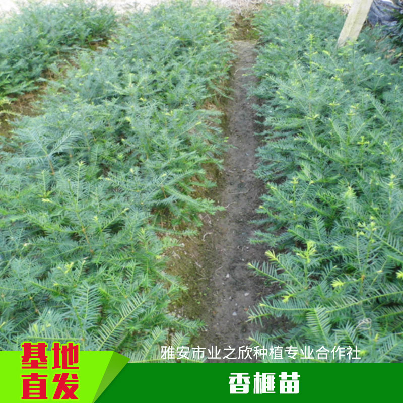 雅安業(yè)之欣種植基地直銷香榧苗香榧草苗香榧樹種子嫁接苗批發(fā)
