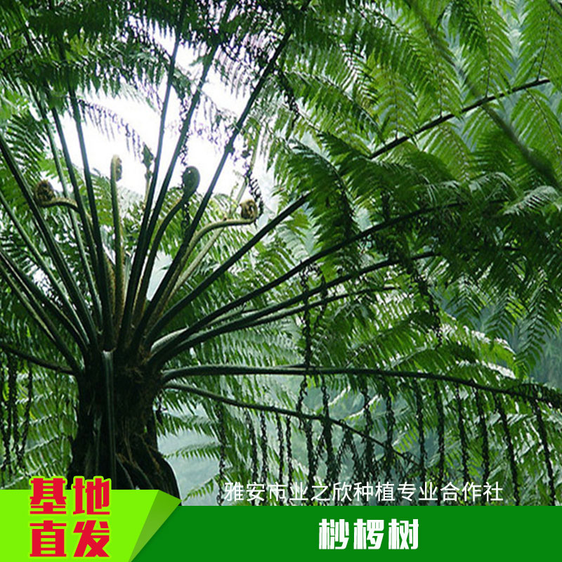 雅安業(yè)之欣種植基地恐龍活化石桫欏樹苗木樹蕨蛇木樹苗批發(fā)