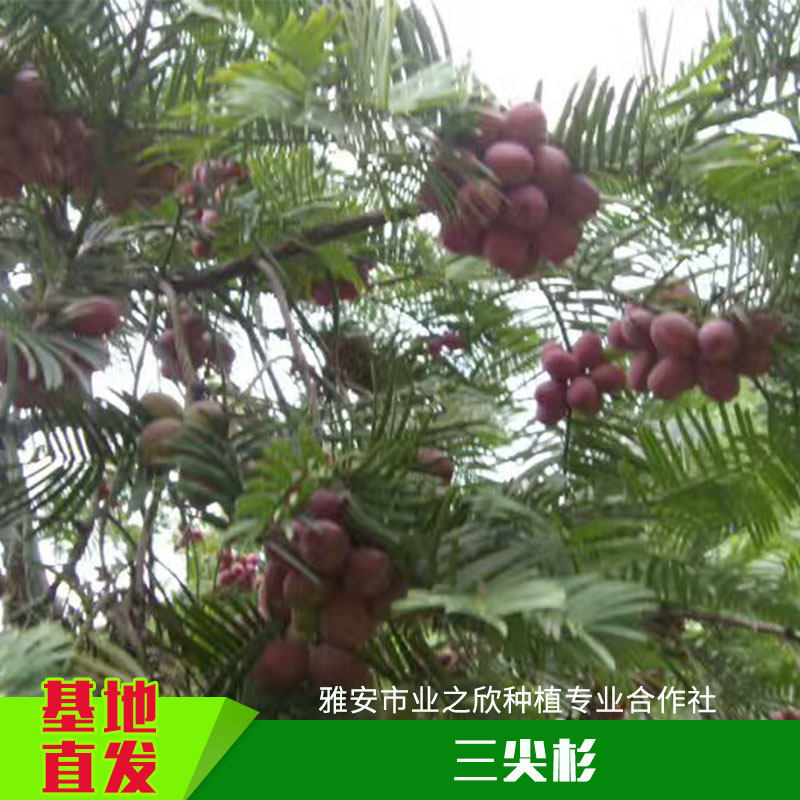 雅安業(yè)之欣種植基地直銷三尖杉種子/種苗三尖杉小樹苗/杯苗批發(fā)