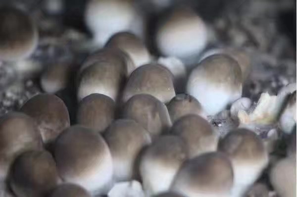 大量供應(yīng)草菇菌種草菇技術(shù)資料