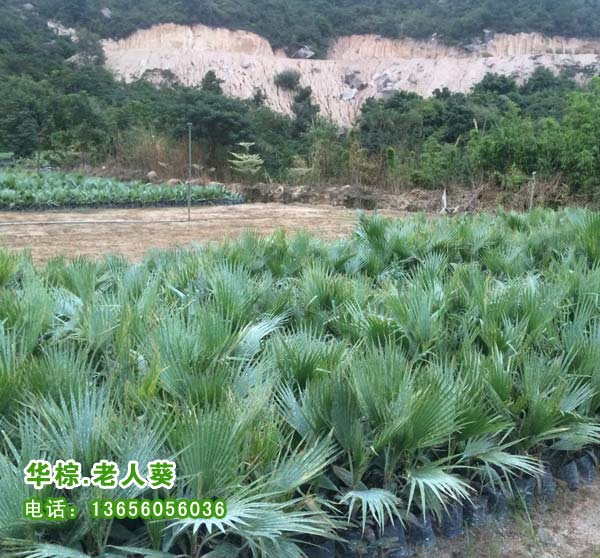 福建批發(fā)華棕種苗 老人葵小苗袋苗 老人葵種苗 老人葵小苗 華棕種苗 漳州老人葵小苗 福建老人葵 華棕種苗