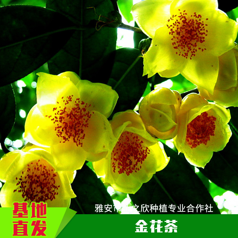 基地直銷防城金花茶帶土容器杯苗/金花茶綠化樹小苗木/枝條
