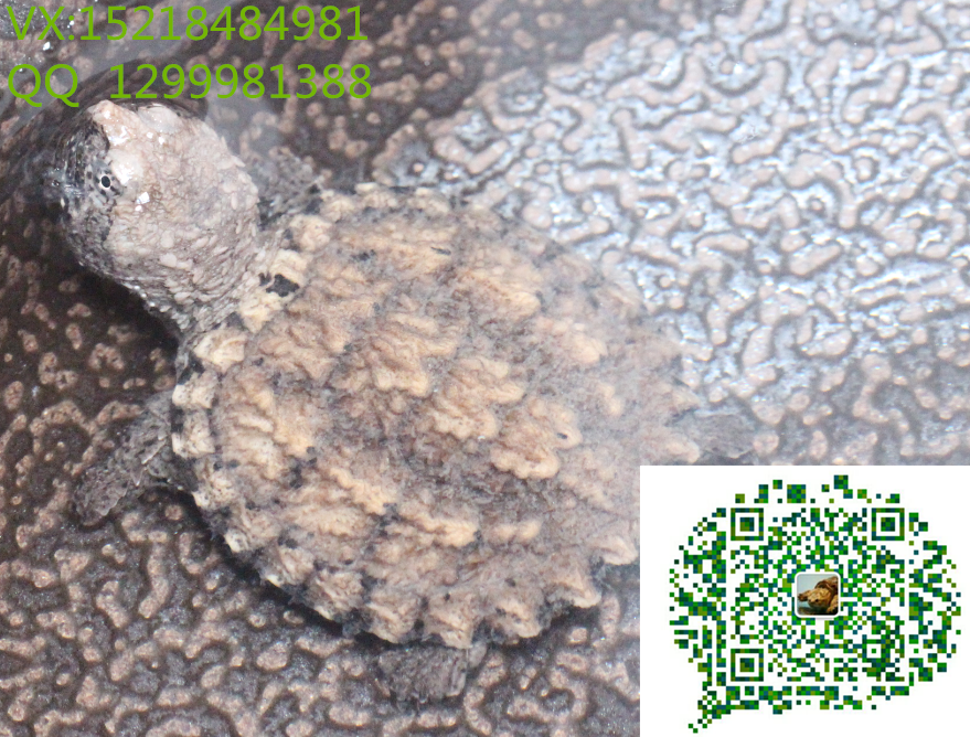 北京*純種*原種*苗【包郵】