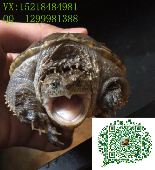 衡陽(yáng)*-*多少錢(qián)一只-*爆刺方法