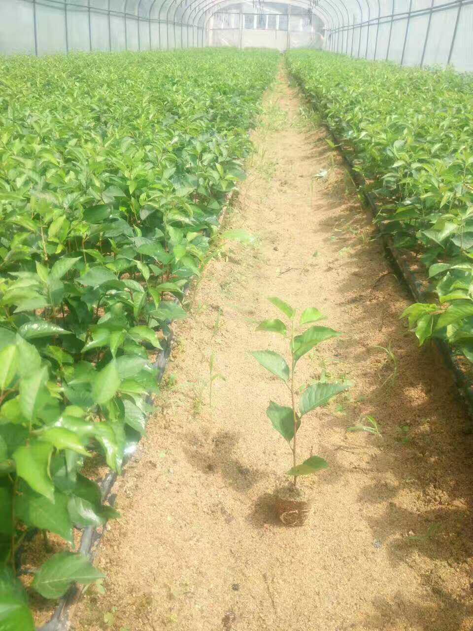 山東吉塞拉一年苗基地 批發(fā)吉塞拉一年苗 吉塞拉一年苗價格