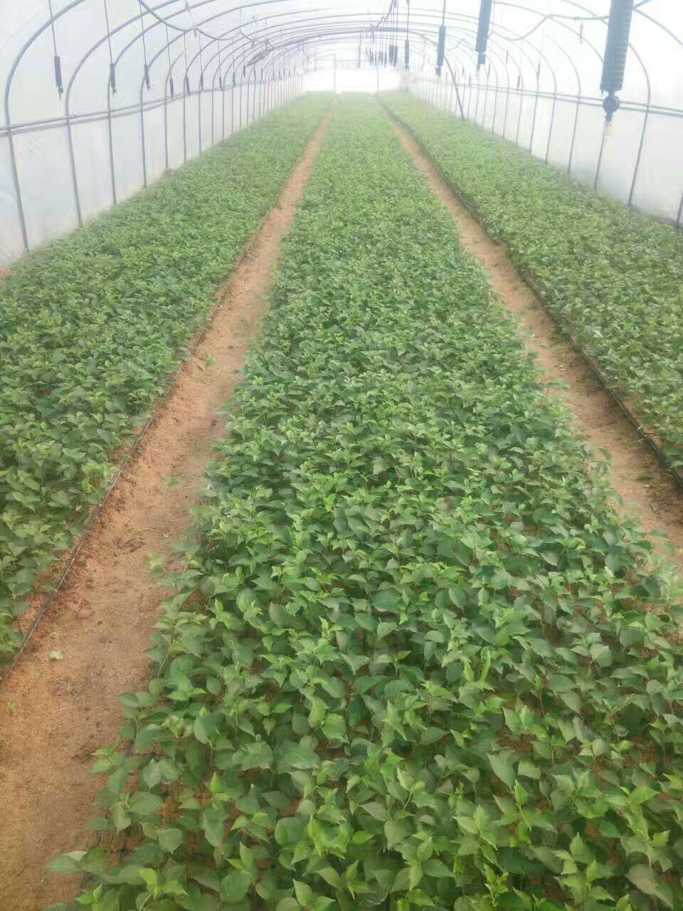 吉塞拉一年苗 西安吉塞拉一年苗  泰安吉塞拉一年苗