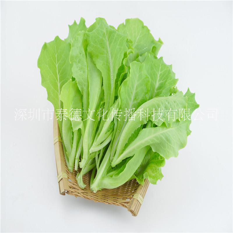 泰德寶島菜園 生菜 月約250g