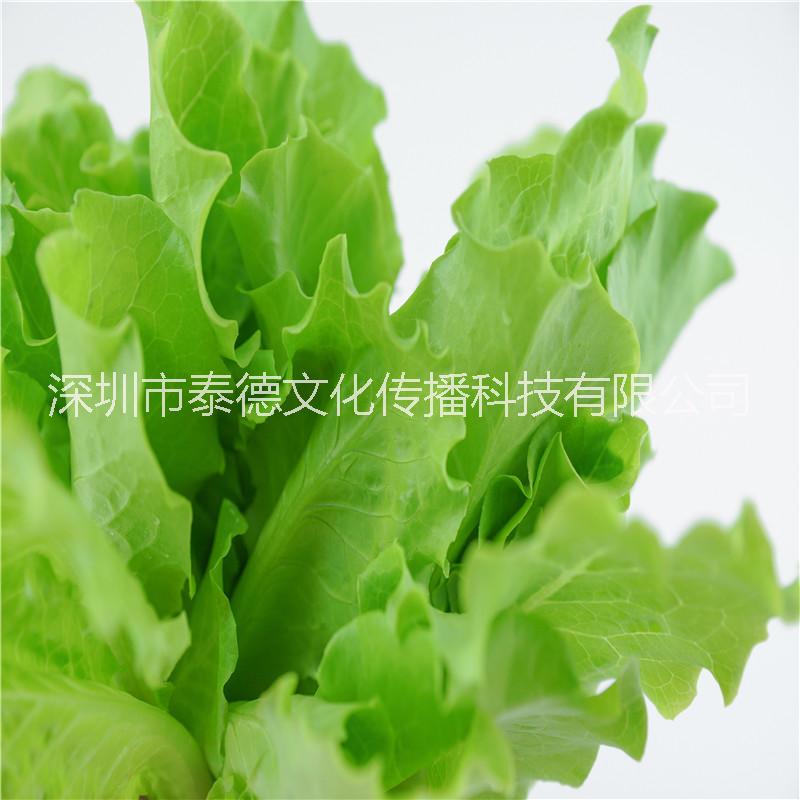 泰德寶島菜園 生菜 月約250g