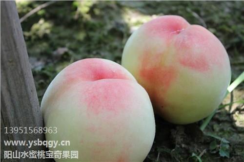 團(tuán)購陽山水蜜桃_陽山水蜜桃團(tuán)購_陽山特產(chǎn)水蜜桃_寶奇供