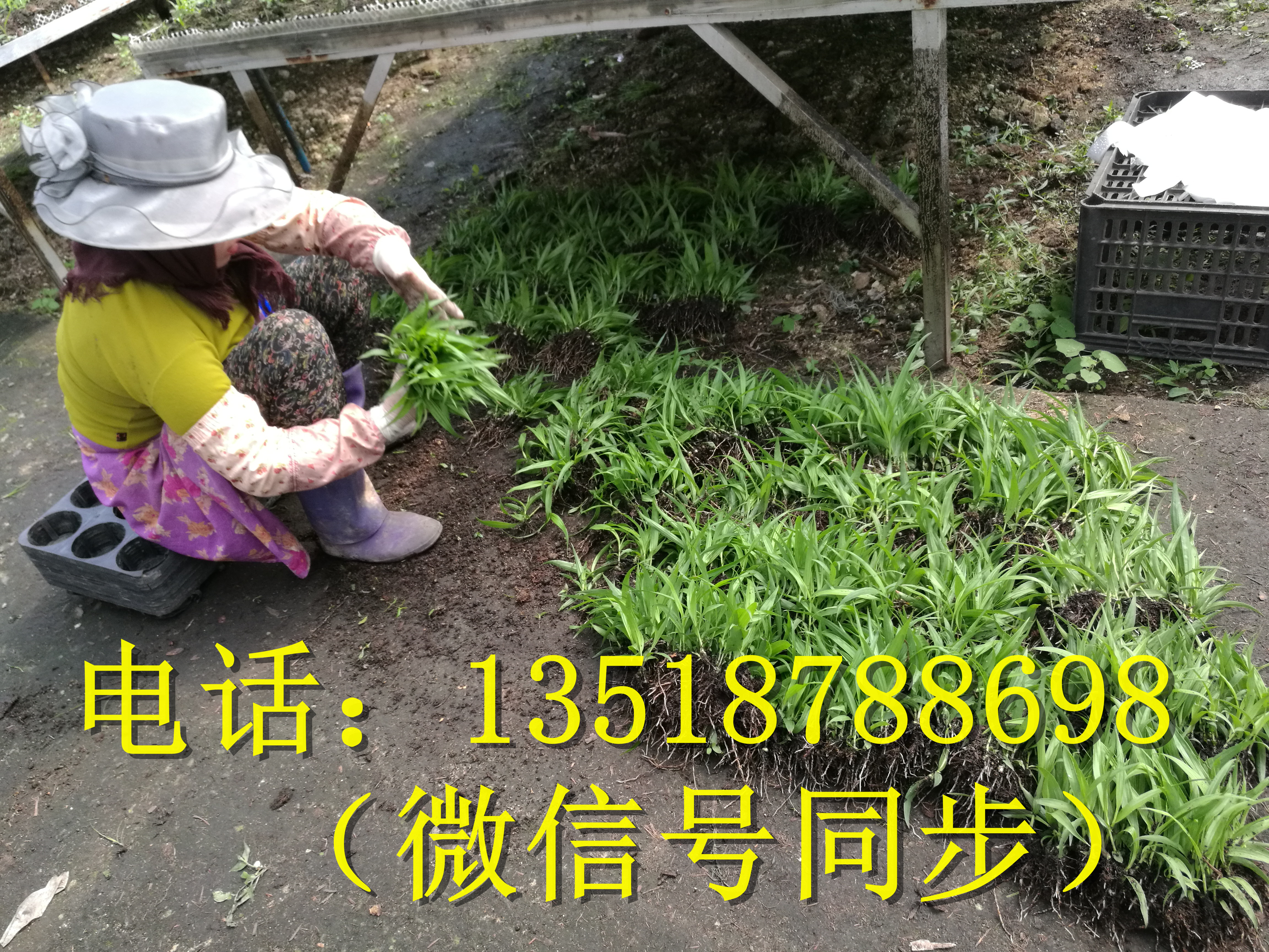 湖南白及苗、湖南白及苗批發(fā)、湖南白及苗價格  白芨苗種植