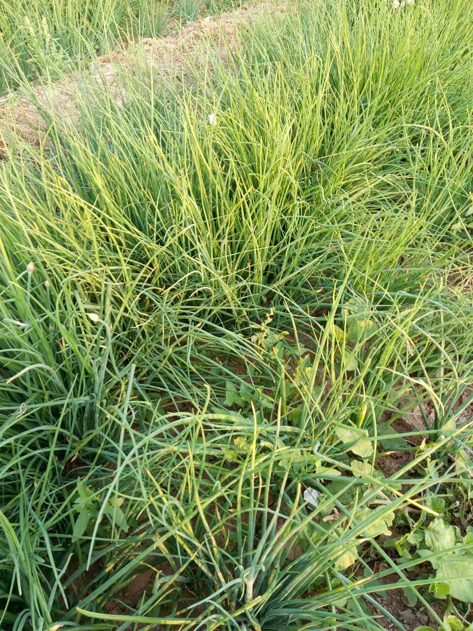 山東種植出口香蔥   四季香蔥出口