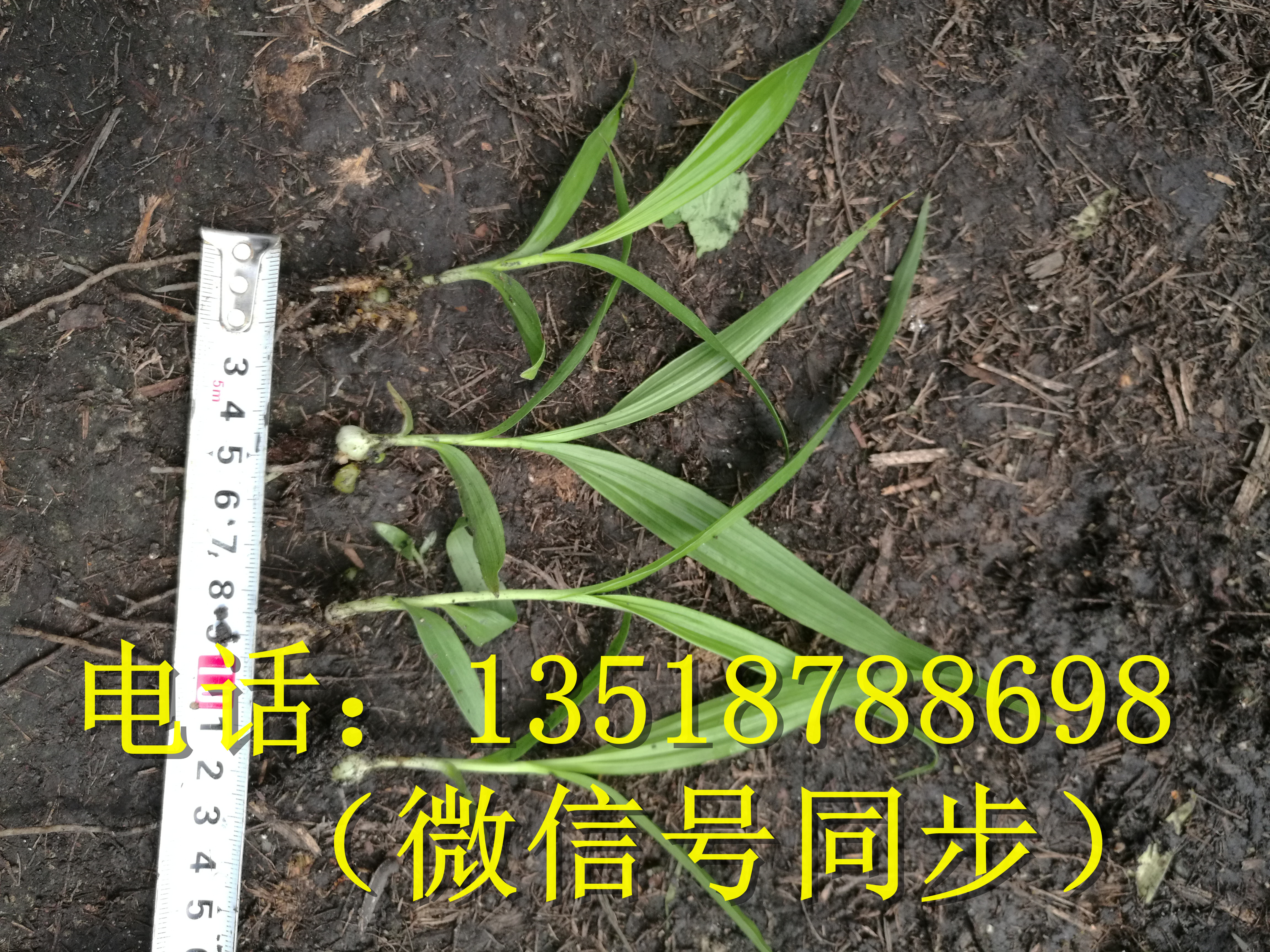 紫花三叉白芨種苗_紫花三叉白芨種苗批發(fā)_紫花三叉白芨種苗價(jià)格